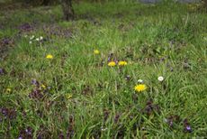 Wiese-Frühling-117.jpg